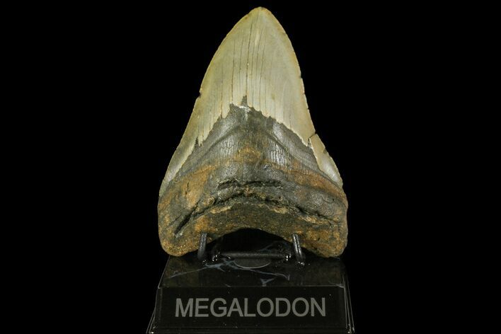 Fossil Megalodon Tooth - North Carolina #158206
